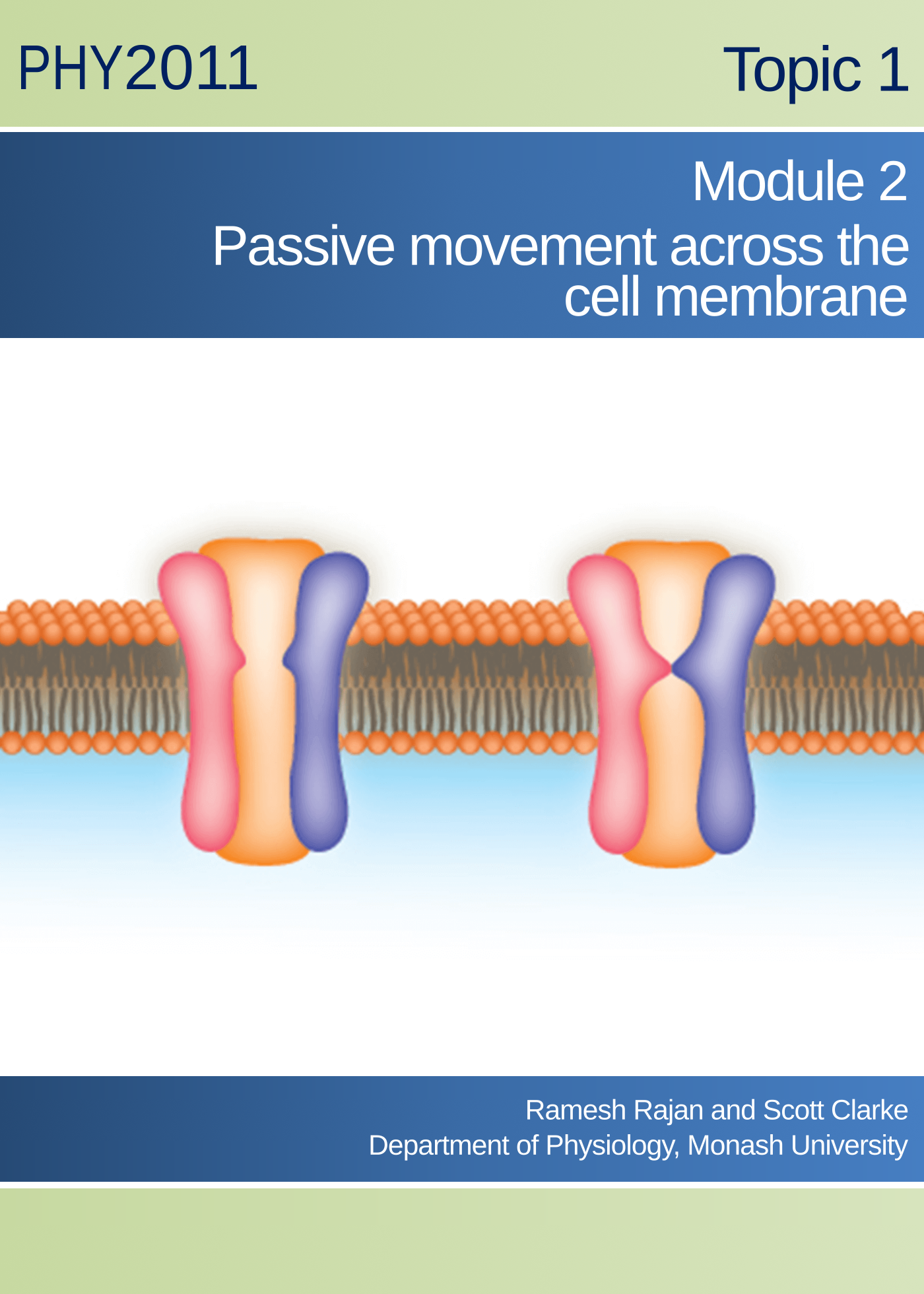 Passive movement across the cell membrane