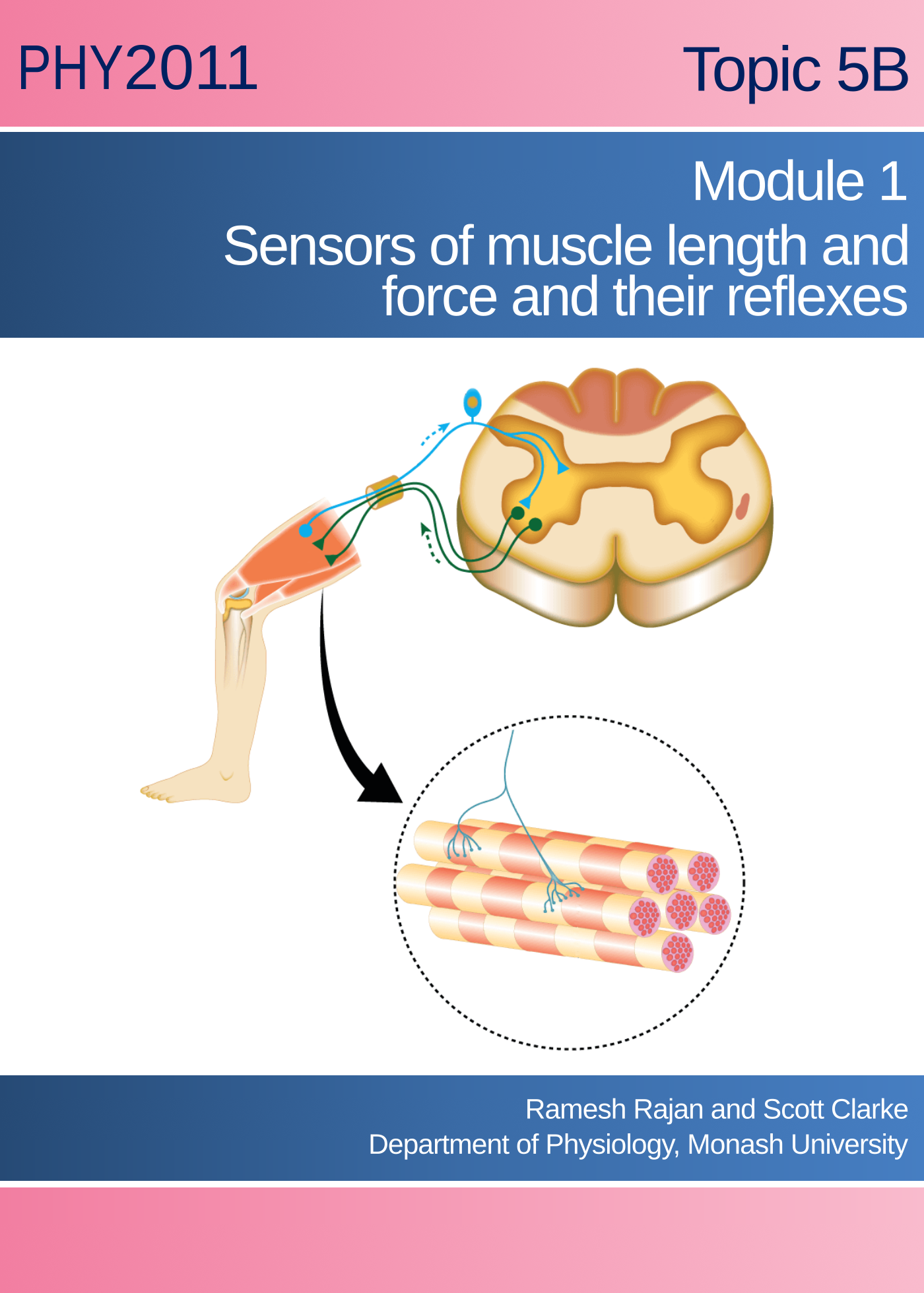 Sensors of muscle length and force and their reflexes