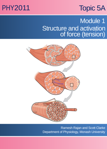 Skeletal muscle - structure and activation of force (tension)