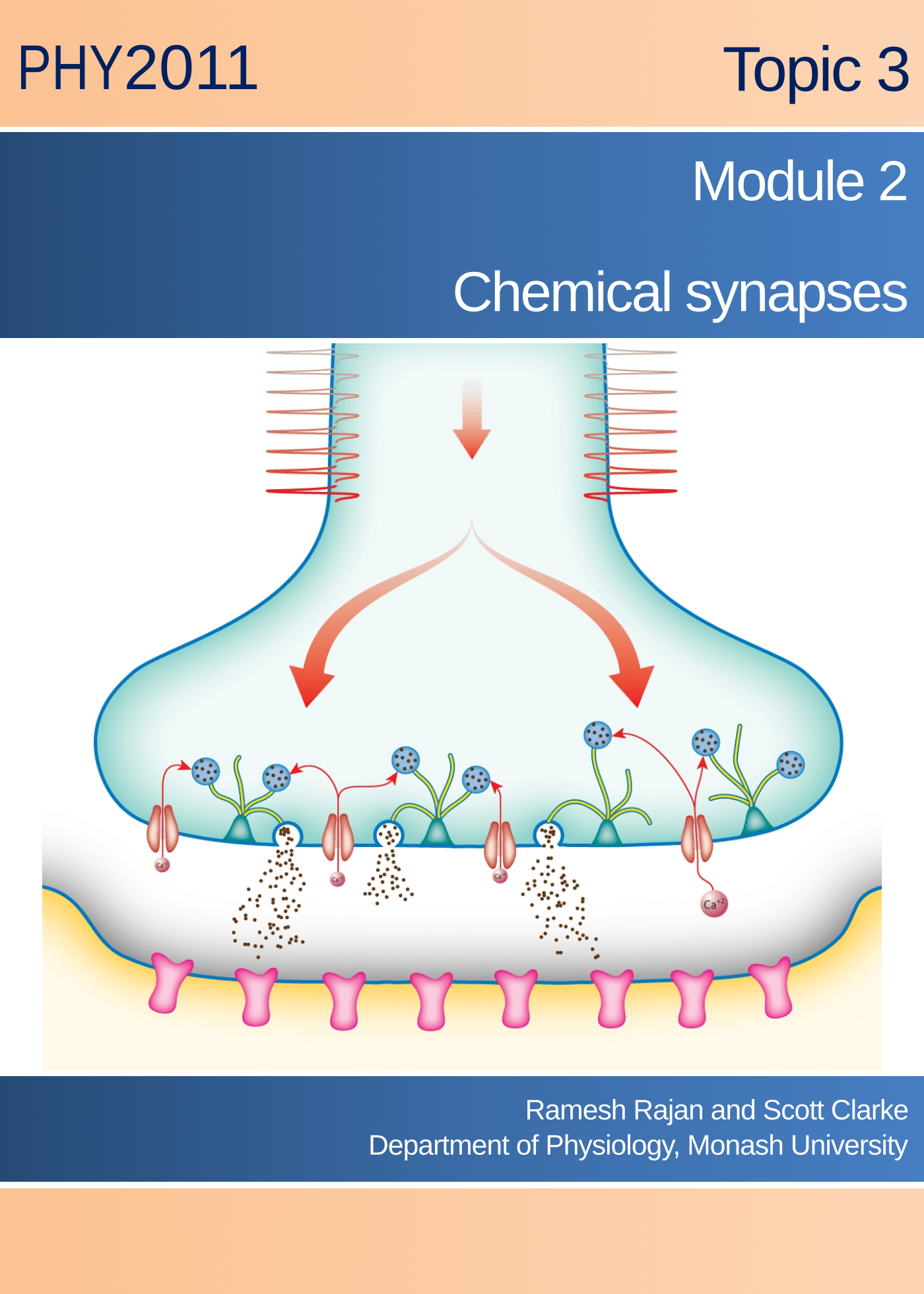 Chemical synapses