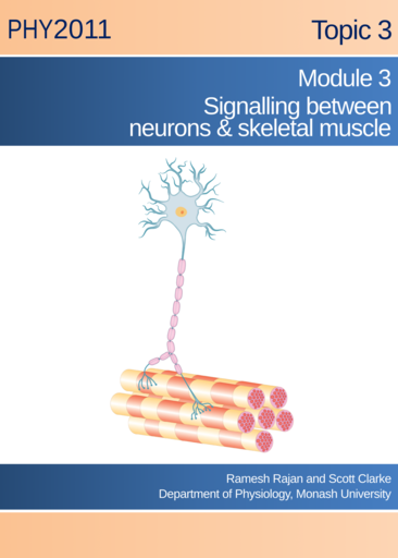 Signalling between neurons & skeletal muscle