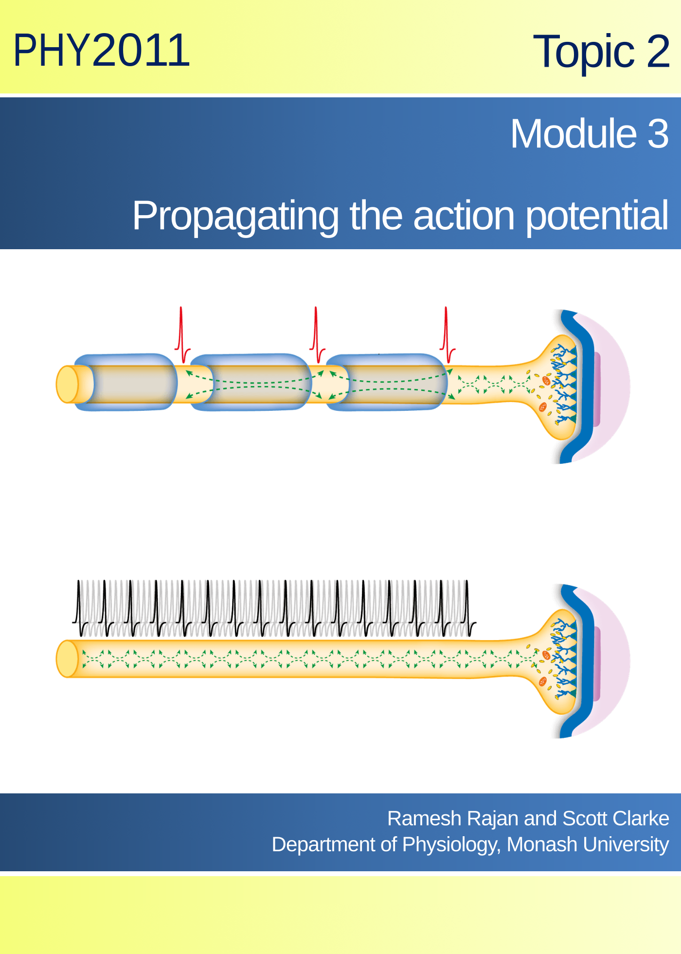 Propagating the action potential