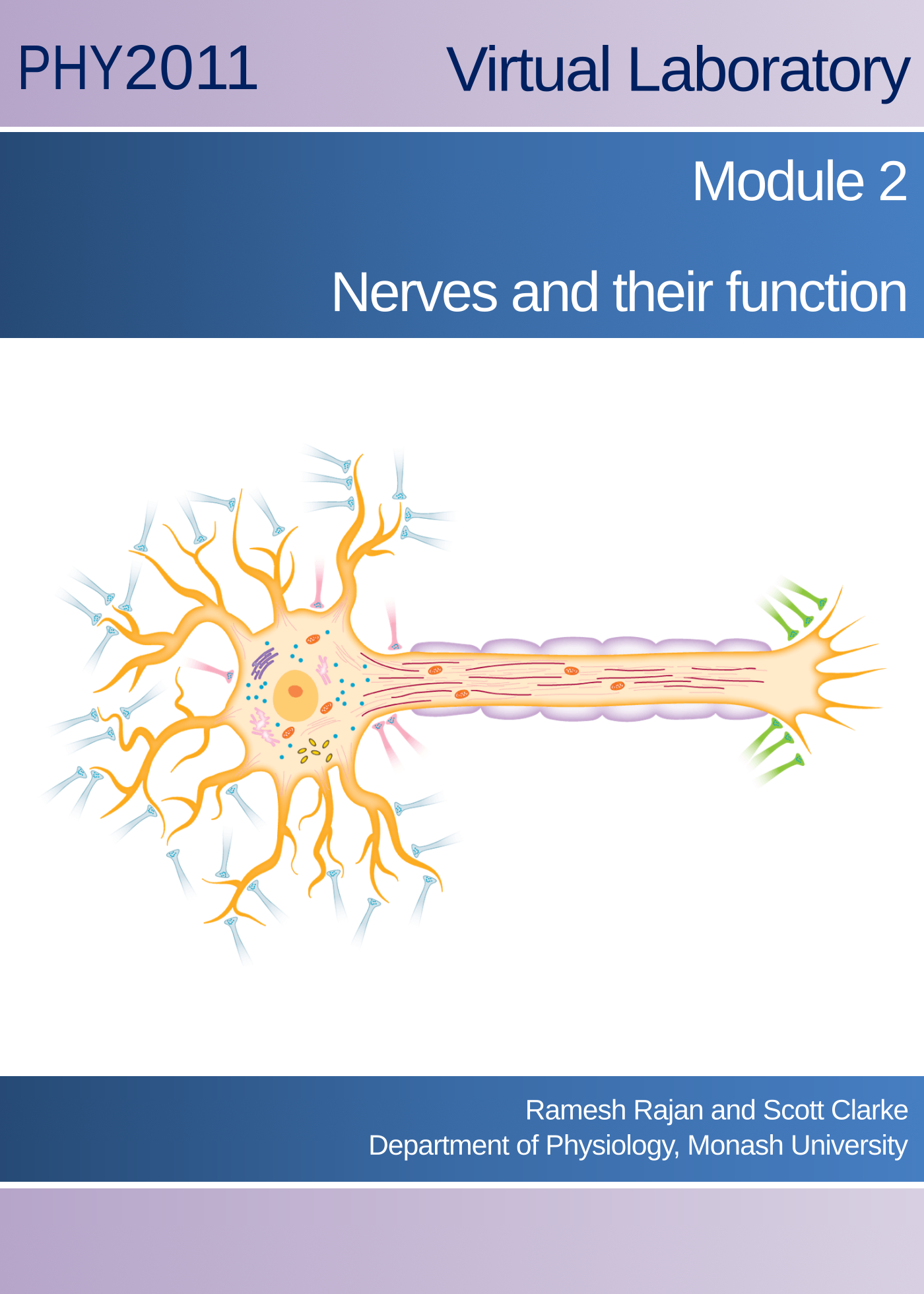 Nerves and their function