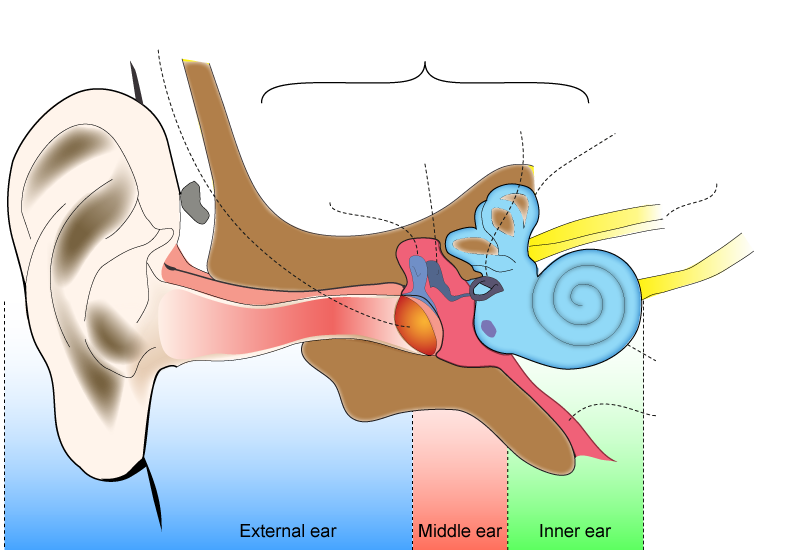 Unlabelled anatomical diagram of the ear and hearing