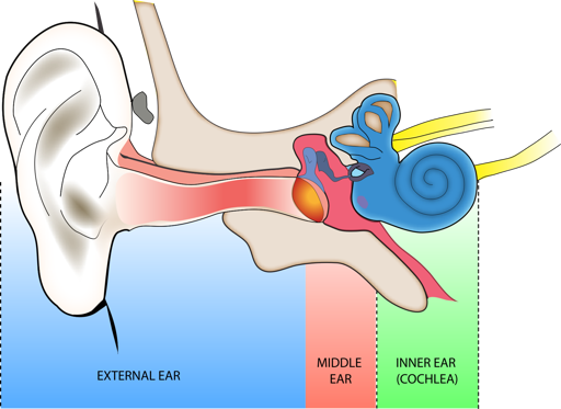 Anatomical diagram showing peripheral hearing structures