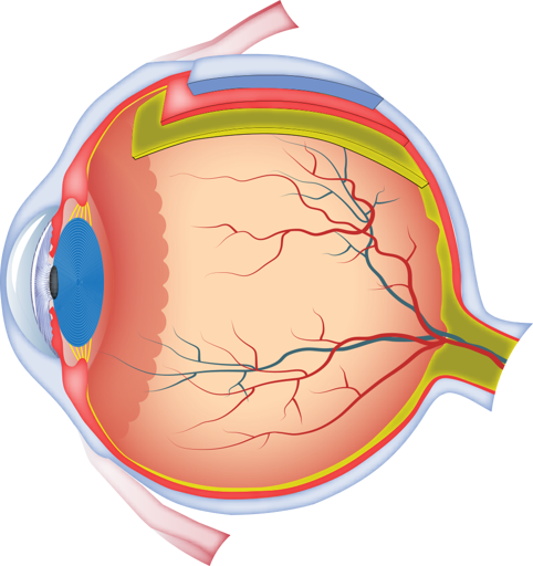 Anatomical diagram showing peripheral vision structures