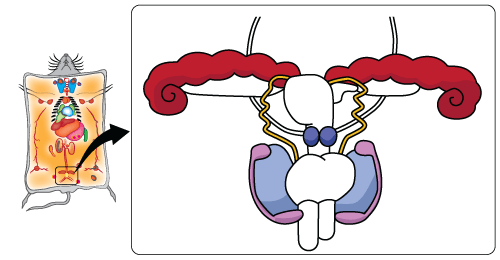 Cartoon of male reproductive system