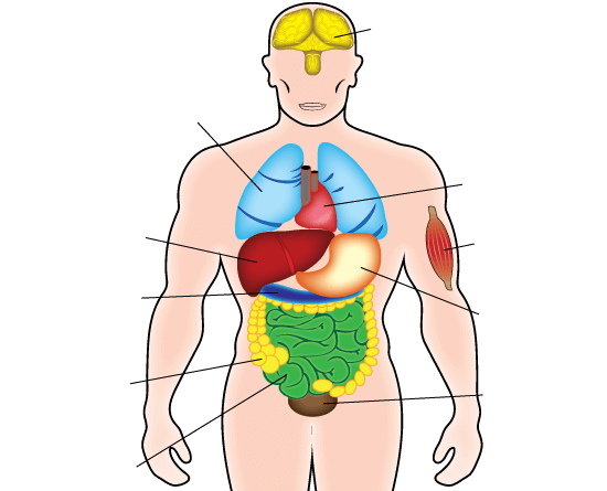 Organs in human body