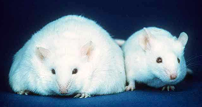 Two white mice standing next to each other. The left mouse is obese, and the right mouse is a normal weight.