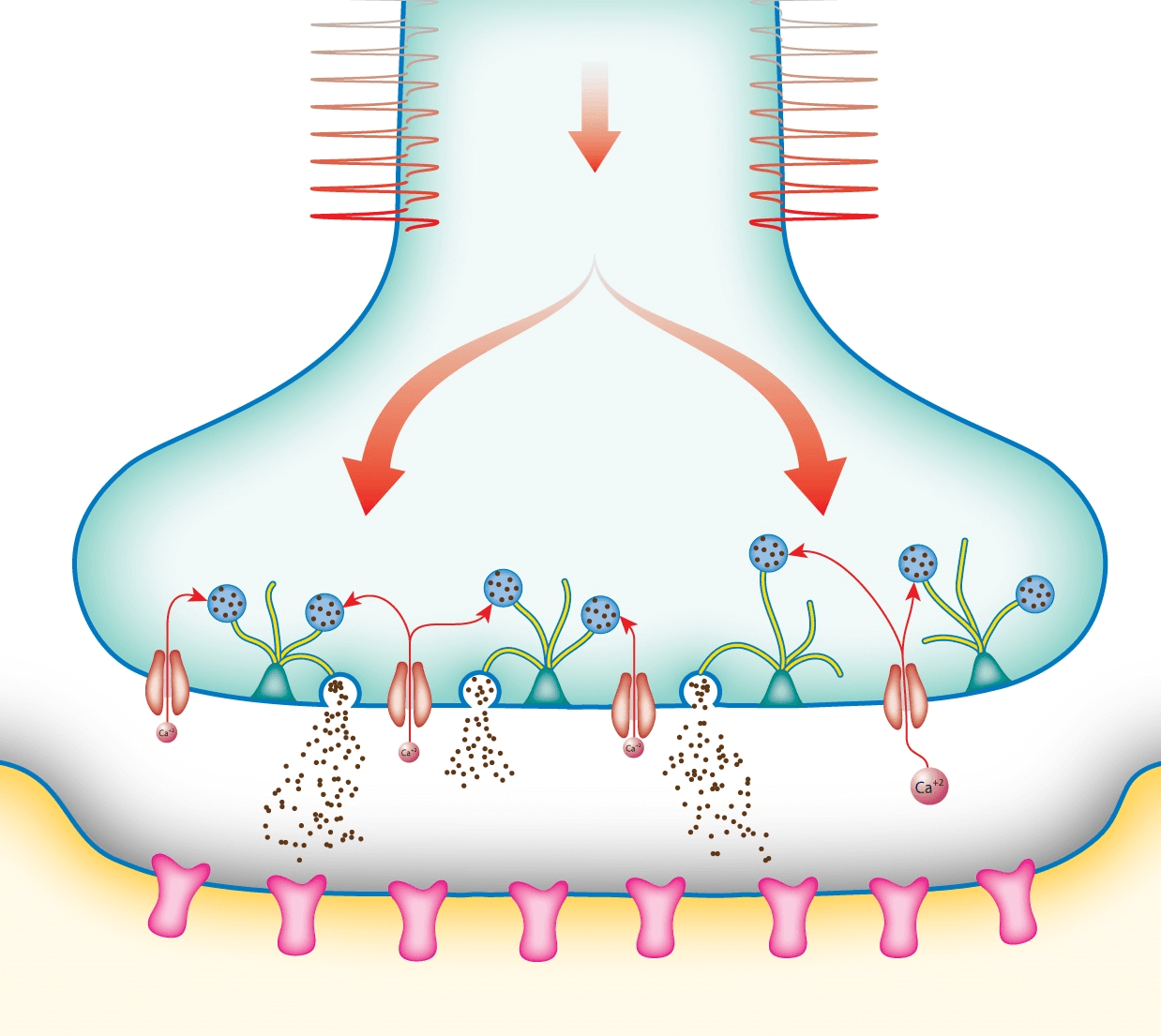 Chemical synapse