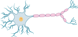 Cartoon depiction of a neuron