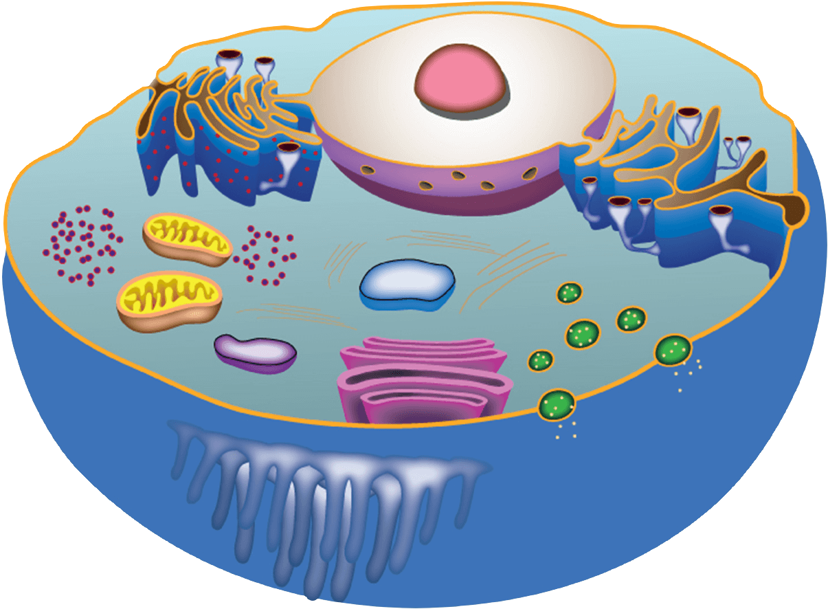 Diagram of a cell's interior