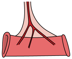 Ileum muscle