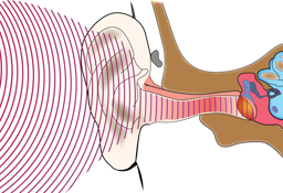 Diagram of an ear