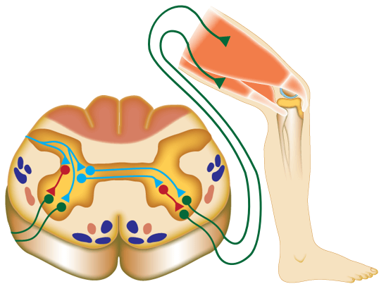 Movement signals being sent from the brain to a leg