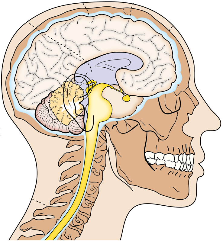 Sensory systems in the brain