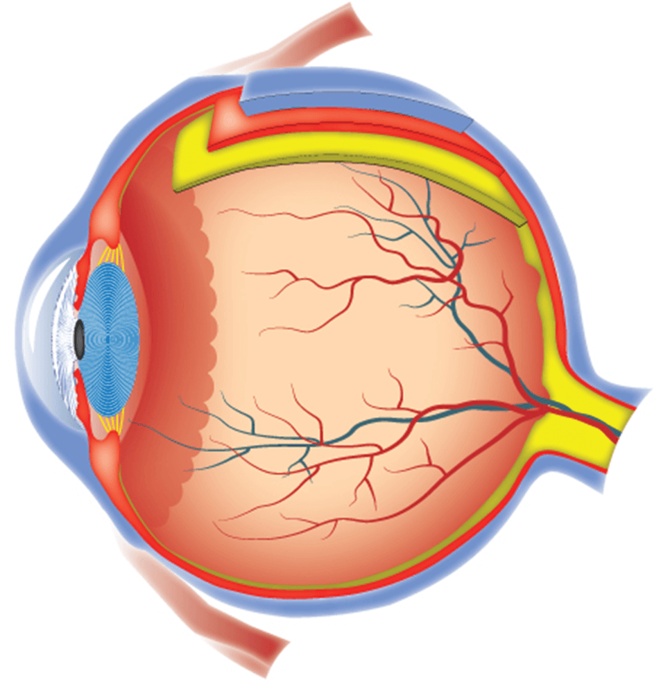 Anatomy of an eyeball