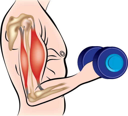 Arm muscle anatomy of a person lifting a dumbbell