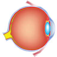 a simple illustration showing the internal structures of an eye