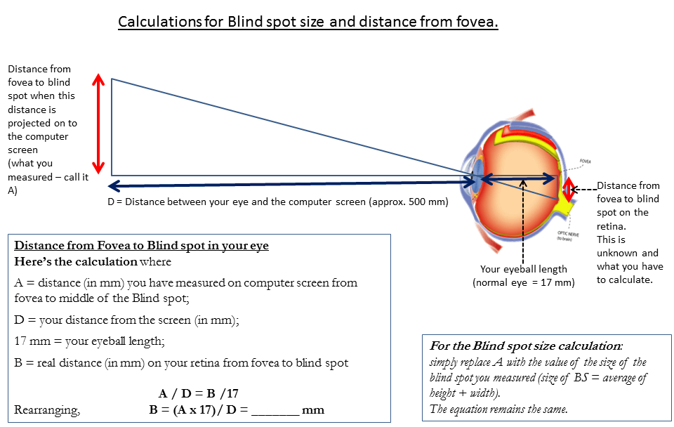 What Is The Significance Of The Blind Spot