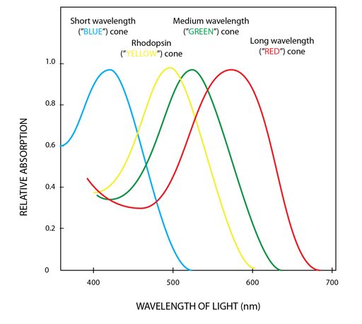 A graph showing the relative absorption of different wavelengths of light on each cone