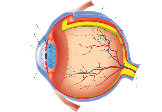 Unlabelled anatomical diagram of the eye